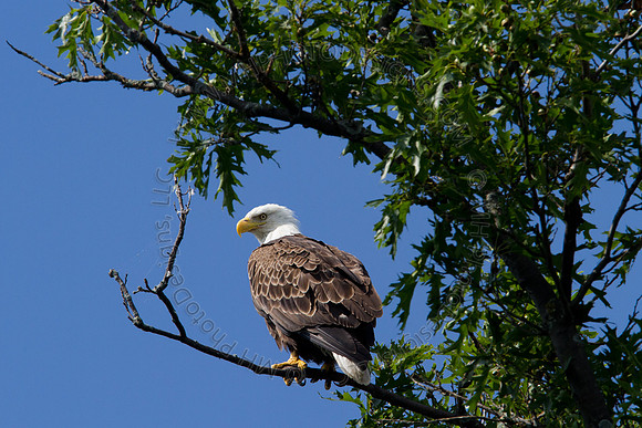 Hayward Wildlife 2010-038
