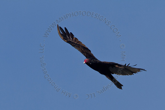 Hayward Wildlife 2010-013