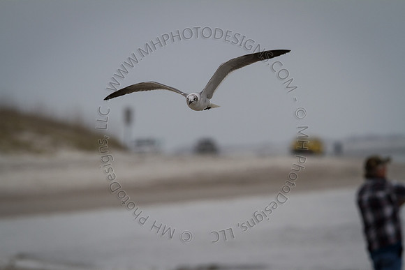 Florida 2012 ~ Week 3-212