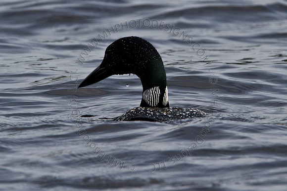 Hayward Wildlife 2010-054