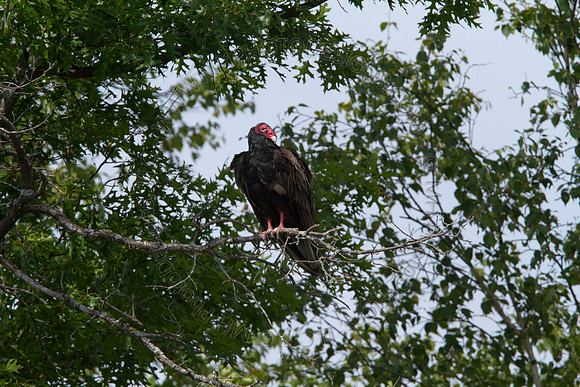 Hayward Wildlife 2010-049