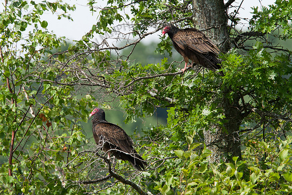 Hayward Wildlife 2010-047