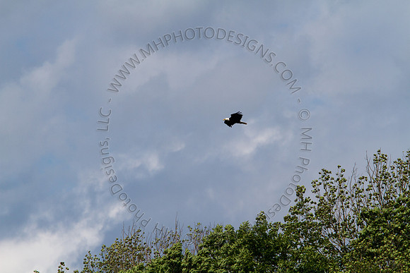 Hayward Wildlife 2010-147