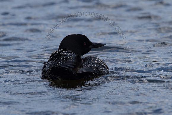 Hayward Wildlife 2010-110