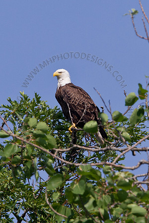 Hayward Wildlife 2010-027