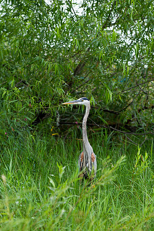 Hayward Wildlife 2010-073