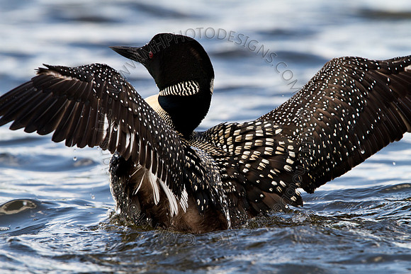 Hayward Wildlife 2010-106