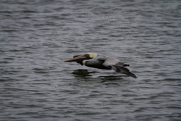Florida 2012 ~ Week 3-265