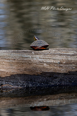 April Projects 2010-017