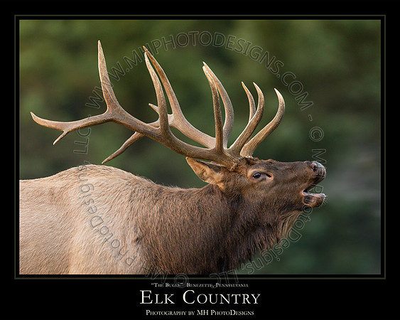 ELK COUNTRY - 24" x 30"