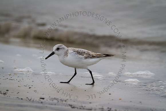Florida 2012 ~ Week 3-189