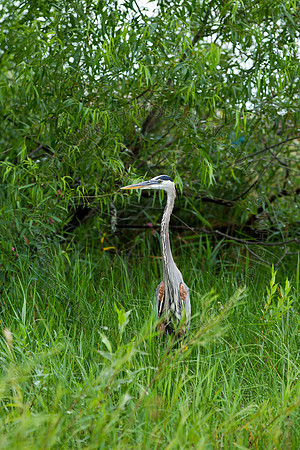 Hayward Wildlife 2010-075