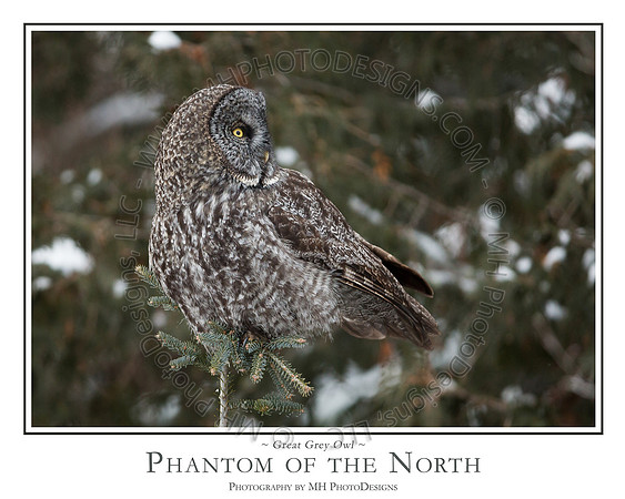 PHANTOM of the NORTH - 24" x 30"