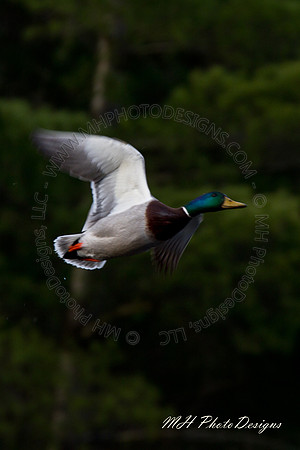 April Projects 2010-022