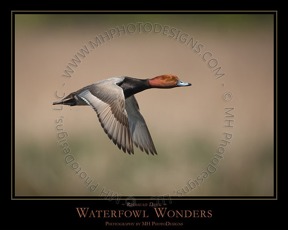 WATERFOWL WONDERS - 24" x 30"