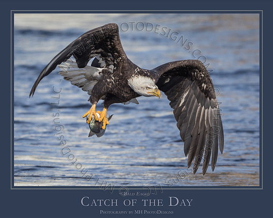CATCH OF THE DAY - 24" x 30"
