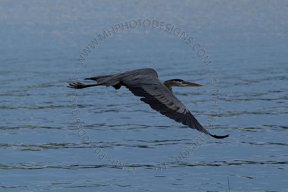 Hayward Wildlife 2010-080