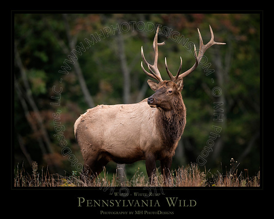 PENNSYLVANIA WILD - 24" x 30"