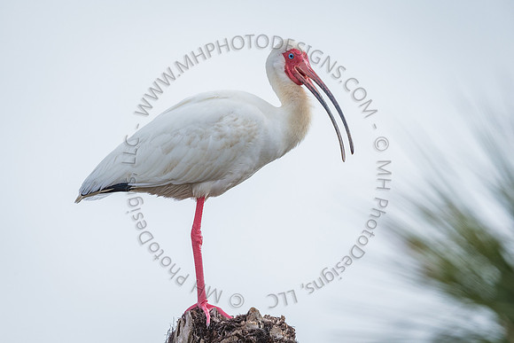 Florida Getaway 2016-003