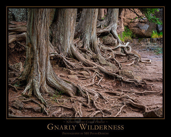 GNARLY WILDERNESS - 24" x 30"