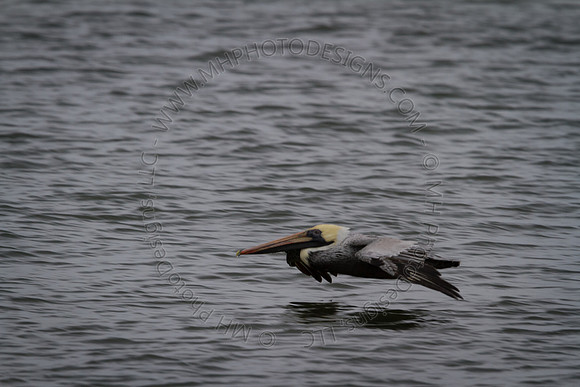 Florida 2012 ~ Week 3-267