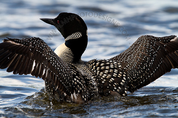 Hayward Wildlife 2010-107