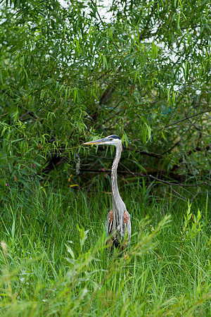 Hayward Wildlife 2010-074