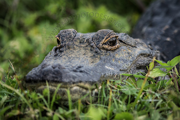 Florida Getaway 2016-004
