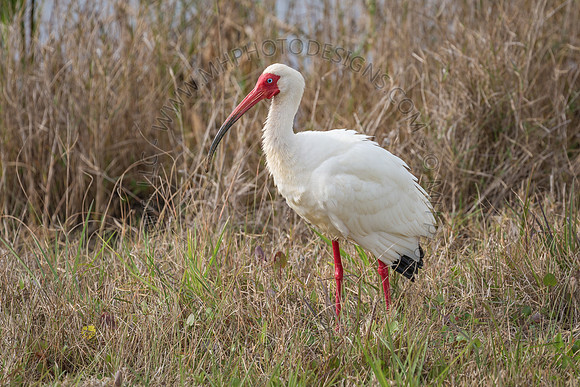 Florida Getaway 2016-002