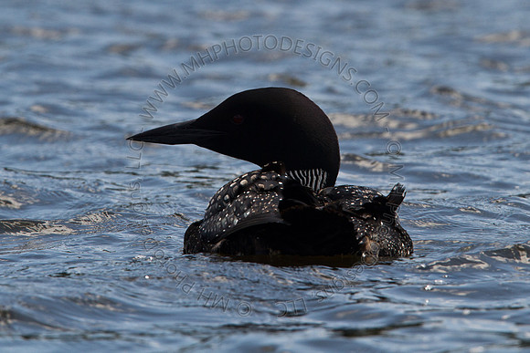 Hayward Wildlife 2010-102