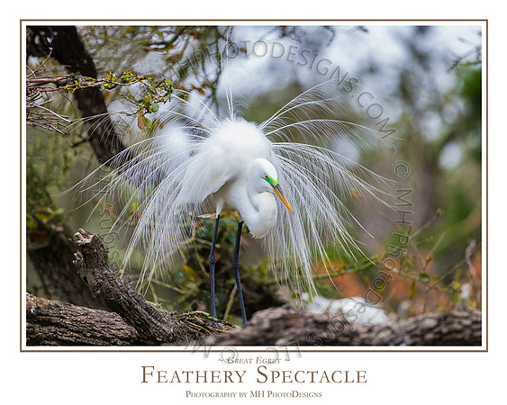FEATHERY SPECTACLE - 24" x 30"