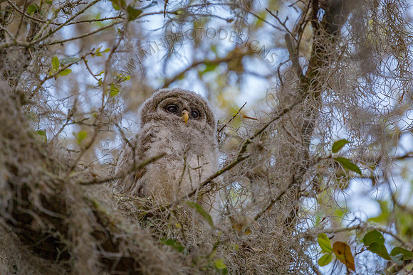 Florida Getaway 2016-011