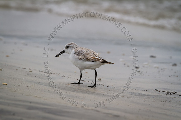 Florida 2012 ~ Week 3-190