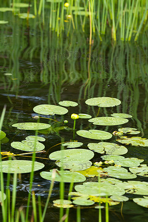Hayward Wildlife 2010-084