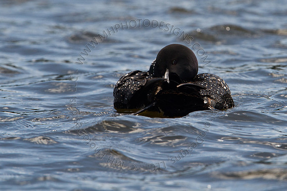 Hayward Wildlife 2010-101