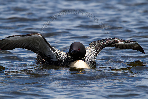 Hayward Wildlife 2010-112