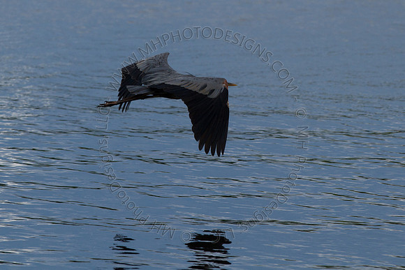 Hayward Wildlife 2010-082