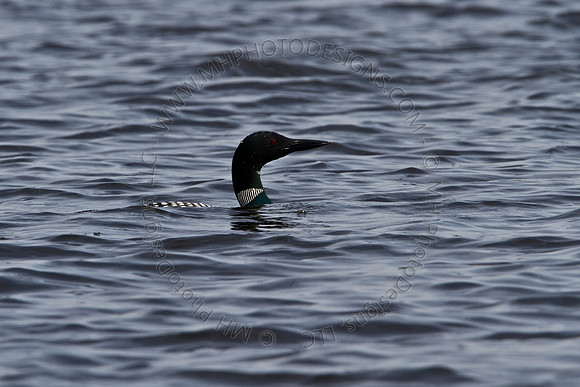 Hayward Wildlife 2010-065