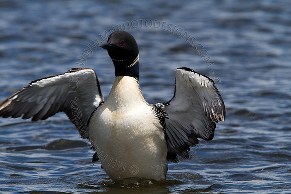 Hayward Wildlife 2010-116