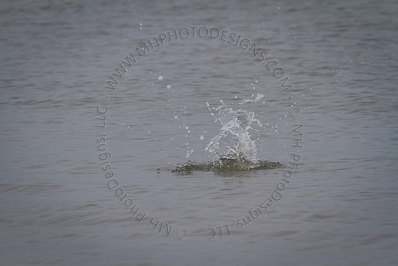 Florida 2012 ~ Week 3-223