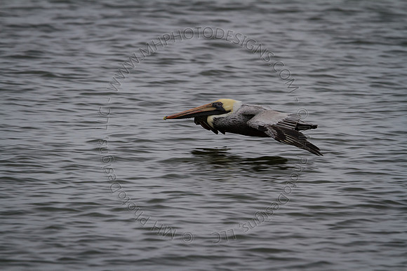 Florida 2012 ~ Week 3-266