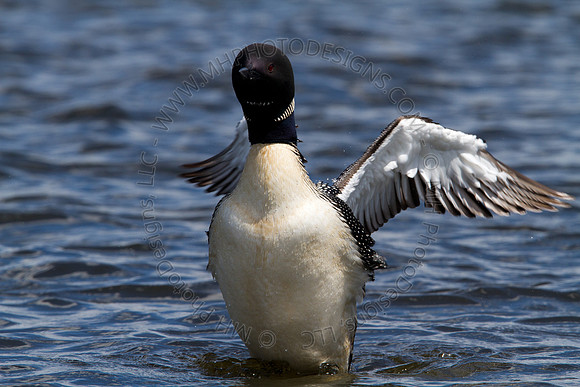 Hayward Wildlife 2010-118