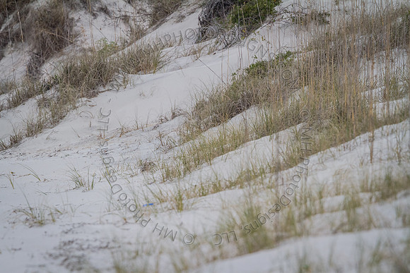 Florida 2012 ~ Week 3-263