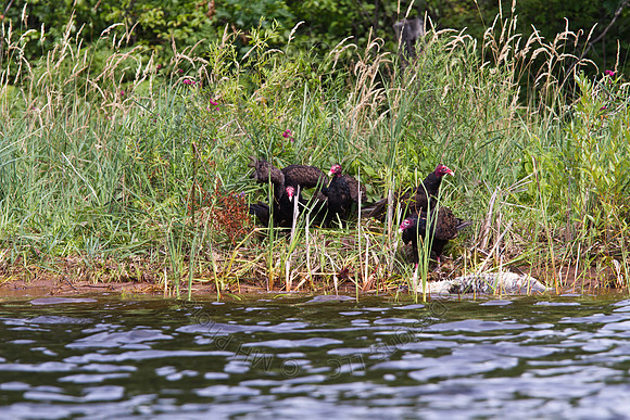 Hayward Wildlife 2010-067