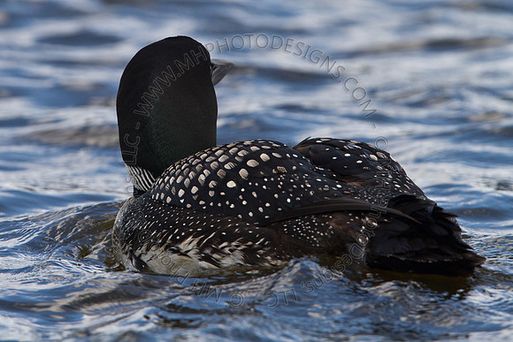 Hayward Wildlife 2010-103