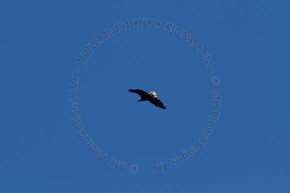 Hayward Wildlife 2010-090