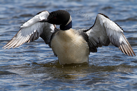 Hayward Wildlife 2010-120