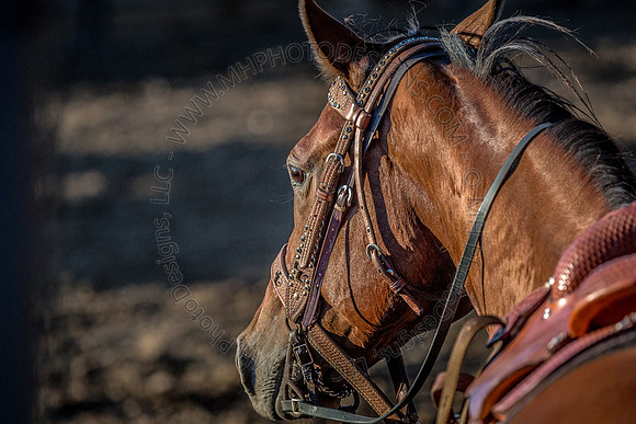 Tomah Rodeo 2015-069