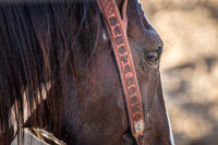 Tomah Rodeo 2015-017