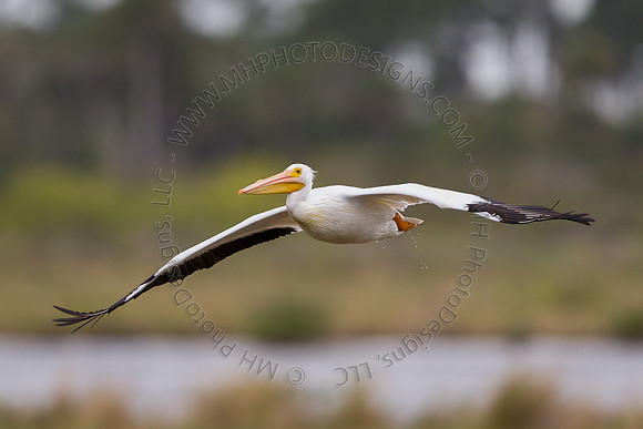 Florida Getaway 2015-027